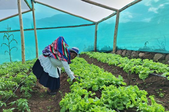 Día Internacional de la Mujeres Rurales